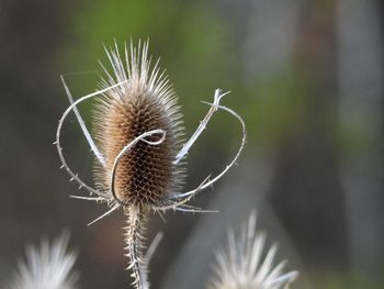Close-up of dried thistle