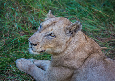 View of a lion relaxing on grass