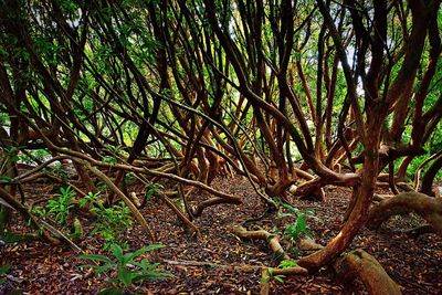 Trees in forest