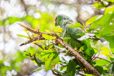 Close-up of parrot perching on tree