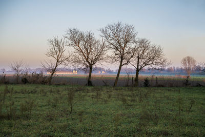 Bare trees on field against sky