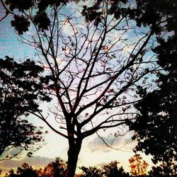 Low angle view of tree against sky