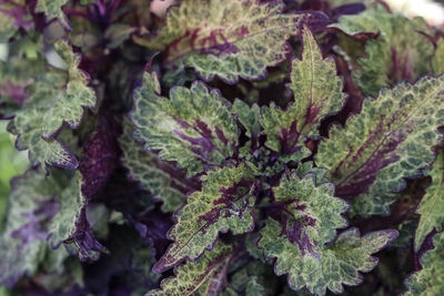 Close-up of fresh green plant