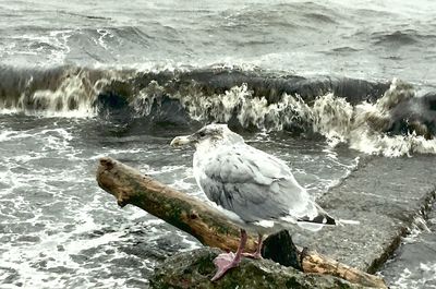 Seagull perching on shore