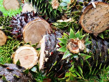 Close-up of mushrooms growing on tree stump in forest