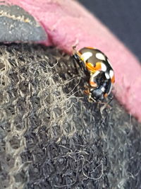 Close-up of ladybug on man