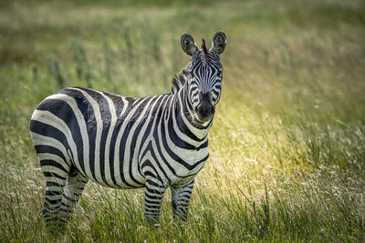 Zebra in the field watching me face to face