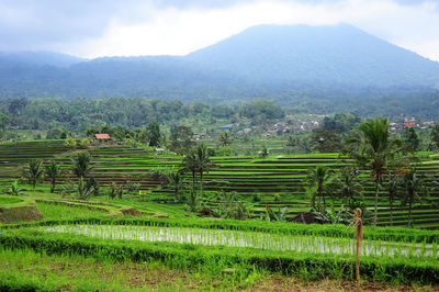 Scenic view of agricultural field against sky