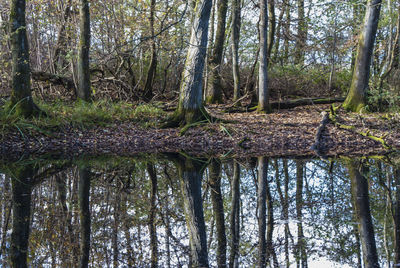 View of trees in forest