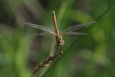 Close-up of dragonfly on leaf