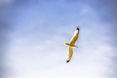 Low angle view of seagull flying against sky