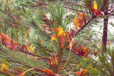 Close-up of grass growing in autumn