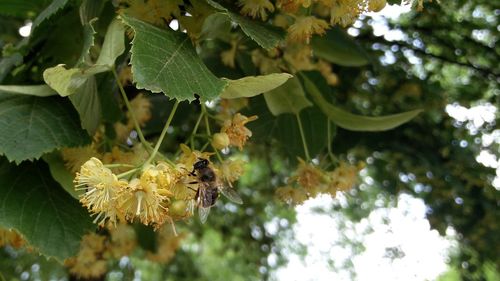 Close-up of insect on flower