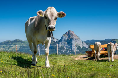 Cow standing in a field