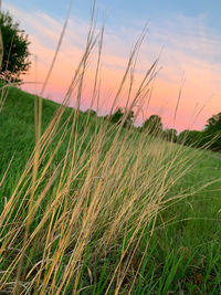 Scenic view of grassy field against sky at sunset