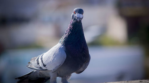 Close-up of pigeon perching outdoors