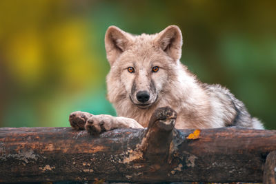 Portrait of lion on log