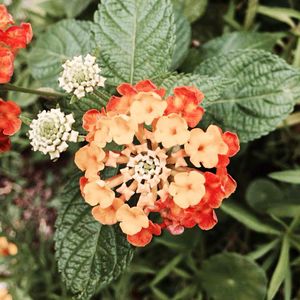 Close-up of flowers