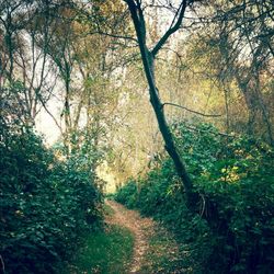 Trees in forest