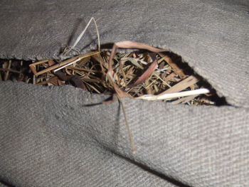 Close-up of food on table