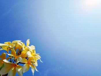 Low angle view of flowering plant against blue sky