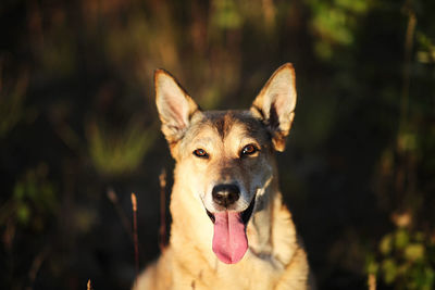 Portrait of a dog on field