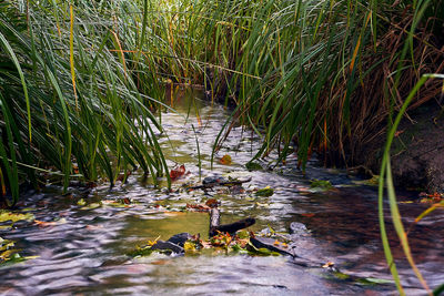 High angle view of ducks in lake