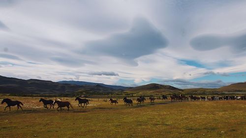 Cows grazing on field against sky