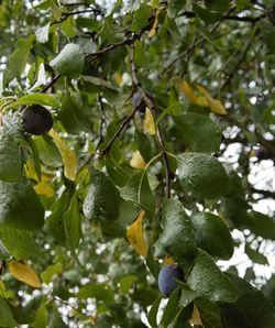 Low angle view of fruits growing on tree