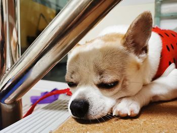 Close-up of a dog resting