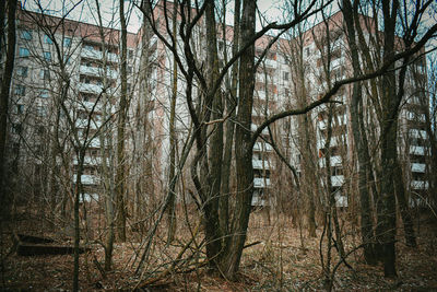 Bare trees in forest