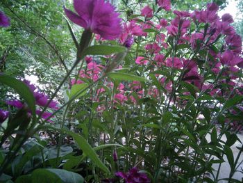 Close-up of pink flowers