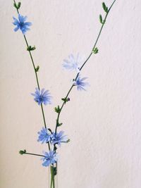 Close-up of purple flowering plant in vase against wall