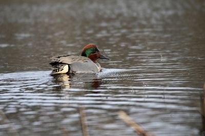 Duck swimming in lake