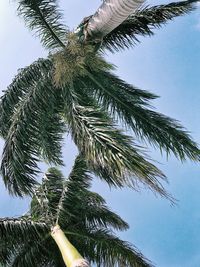 Low angle view of tree against sky