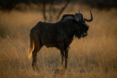 Black wildebeest walks on grass eyeing camera