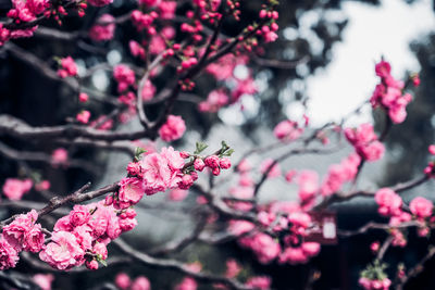 Cherry blossoms in spring