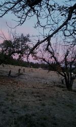 Bare trees on landscape