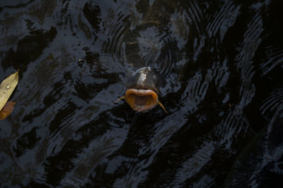 Close-up of water