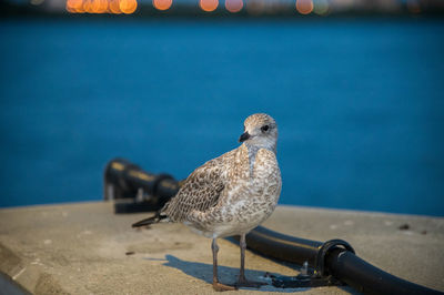 Close-up of seagull perching on railing against sea