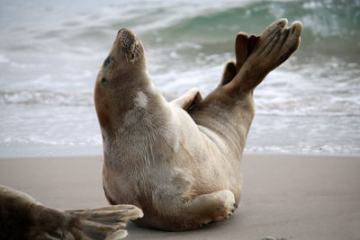 Sea lion relaxing on beach