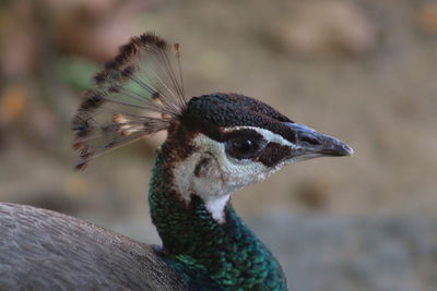 Close-up portrait of a female peacock