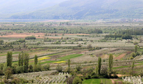 Scenic view of vineyard against sky