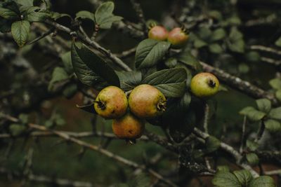 Pomegranates on tree