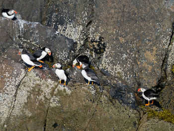 High angle view of puffins on rock