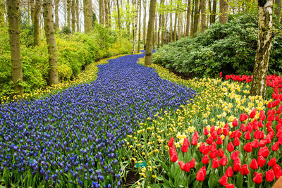 Scenic view of red tulip flowers in forest