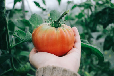 Close-up of hand holding fruit
