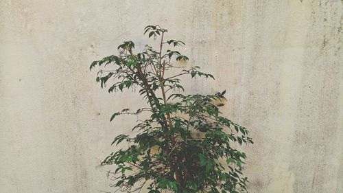 Close-up of ivy on tree