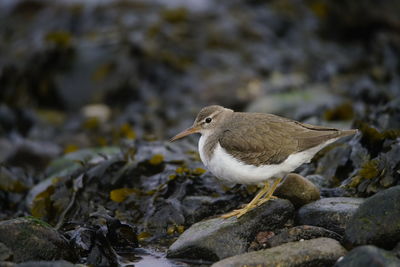 Close-up of bird perching on rock