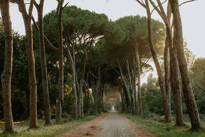 Road along trees